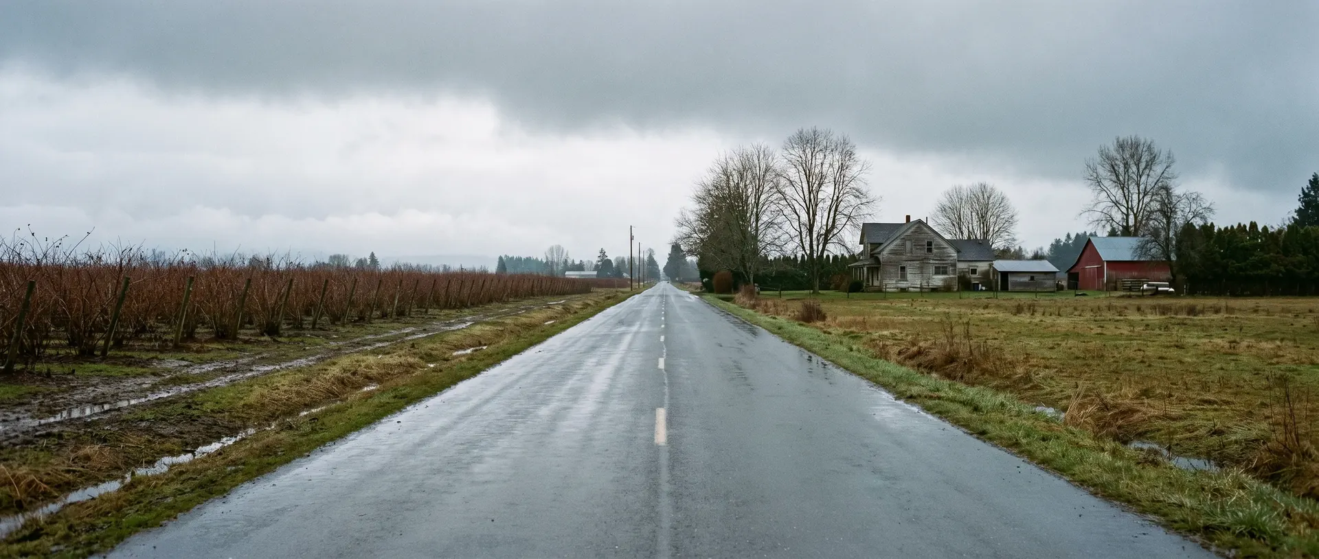 Straight rural road between dairy and berry acreage outside Lynden, Washington